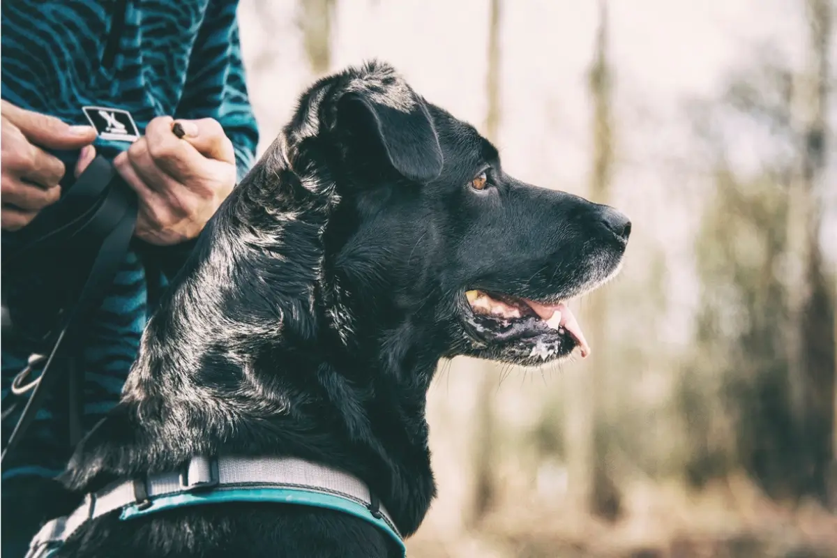 Tierschutzhund Happy mit Trainerin Daniela Loibl