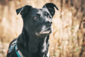 Tierschutzhund Happy