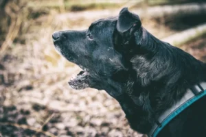 Happy bellt an der Leine