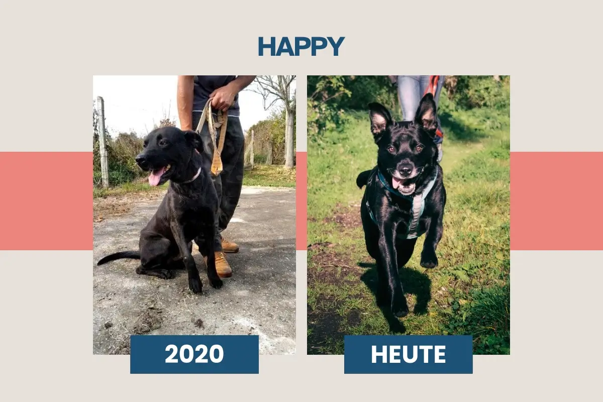 Happy, ehem. Kettenhund