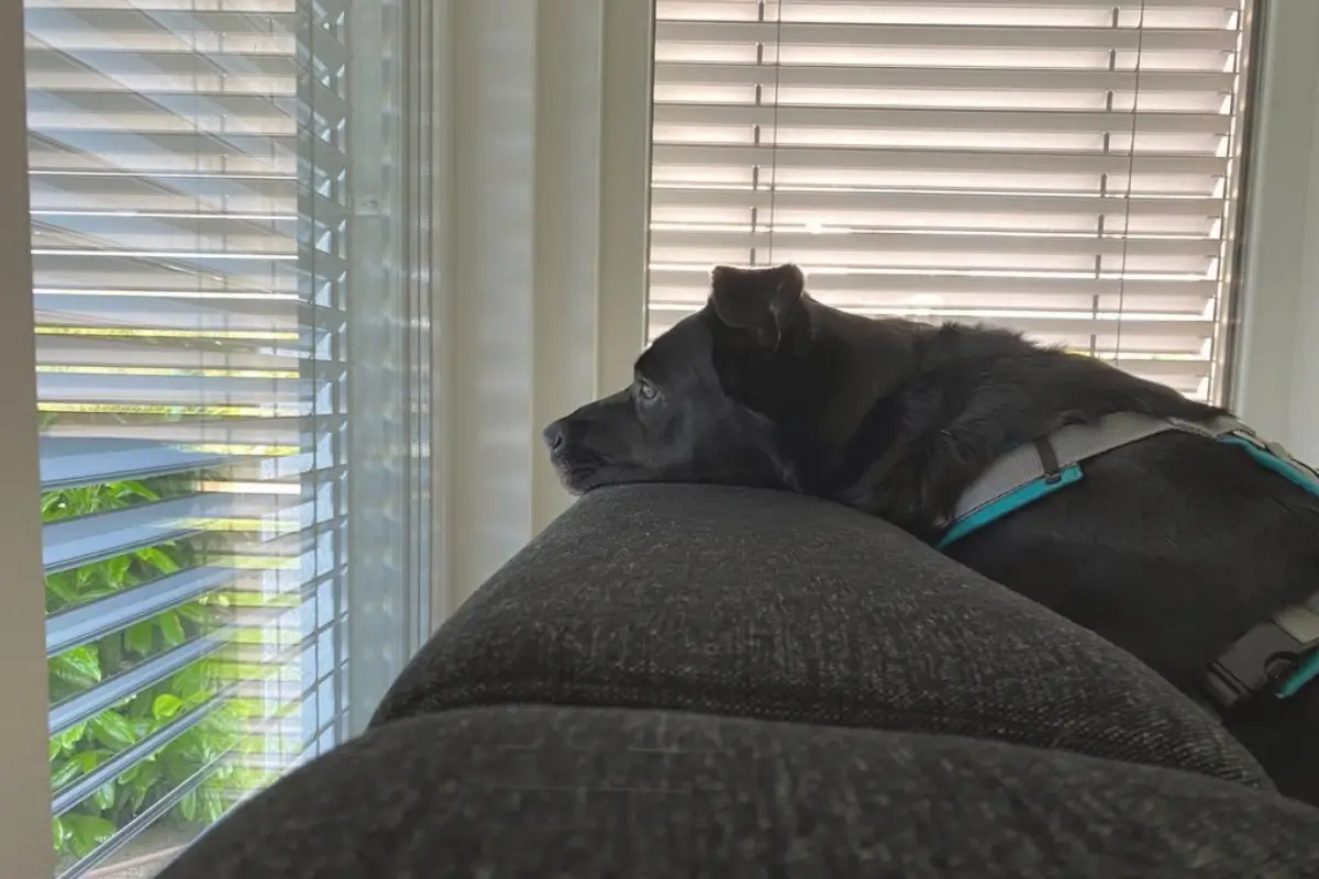 Hund liegt auf der Couch