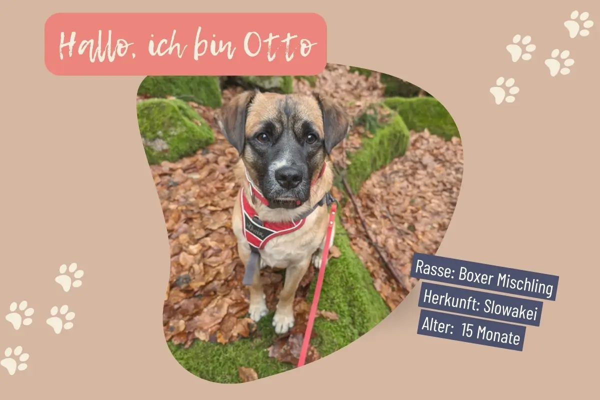 Steckbrief von Tierschutzhund Otto