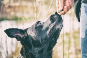 Happy wird mit einem Keks belohnt