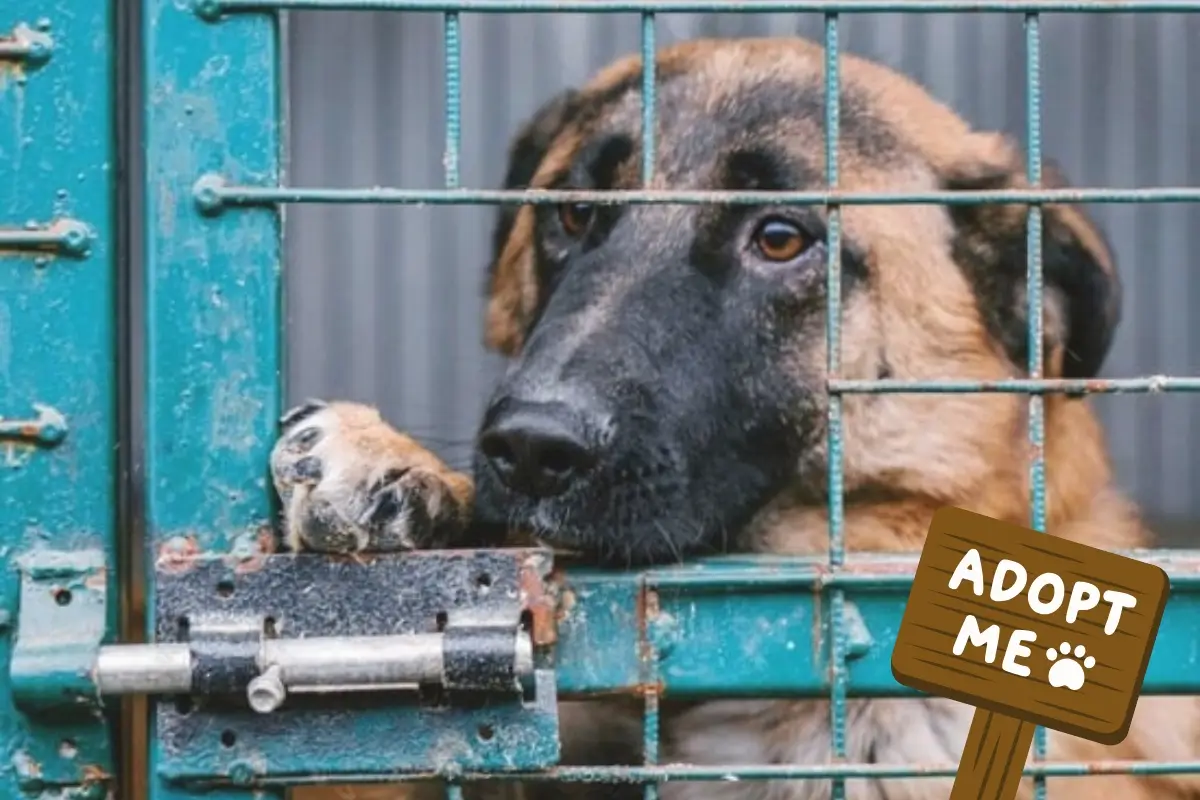 Tierschutzhund im Zwinger