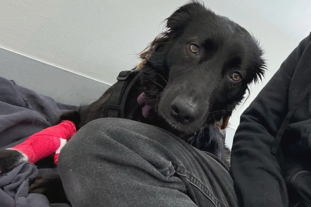 Suki beim Tierarzt