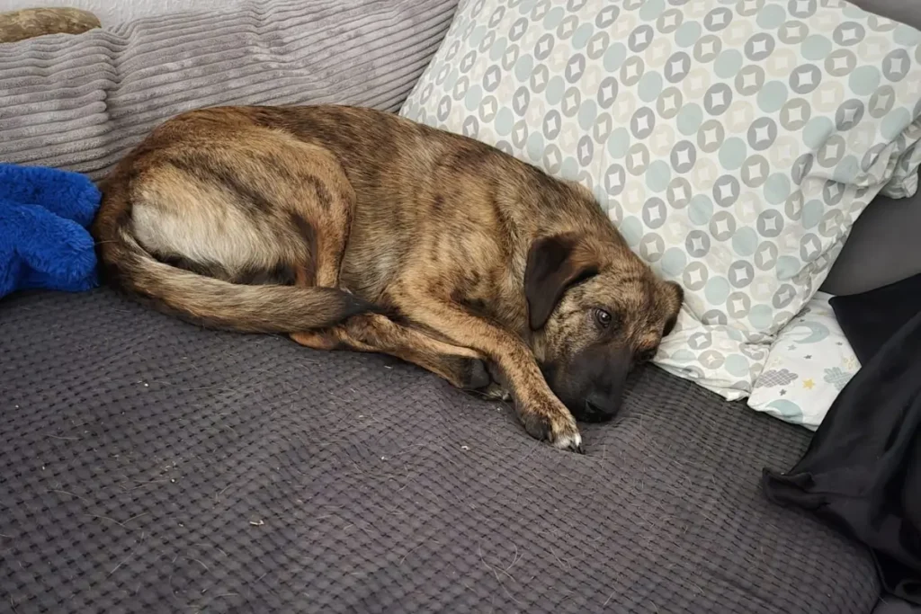 Kira in ihrer Ecke