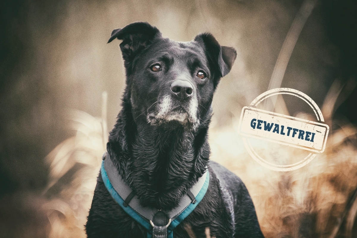 Tierschutzhund Happy mit Sticker "Gewaltfrei"